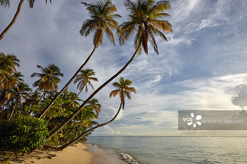 多巴哥海滩上的椰子树图片素材