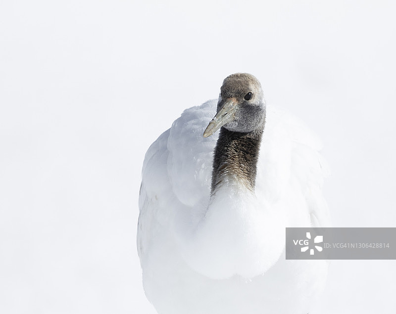 丹顶鹤图片素材