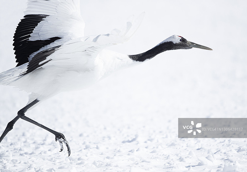 起飞的丹顶鹤图片素材