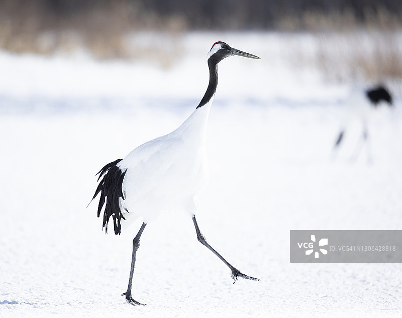 丹顶鹤图片素材
