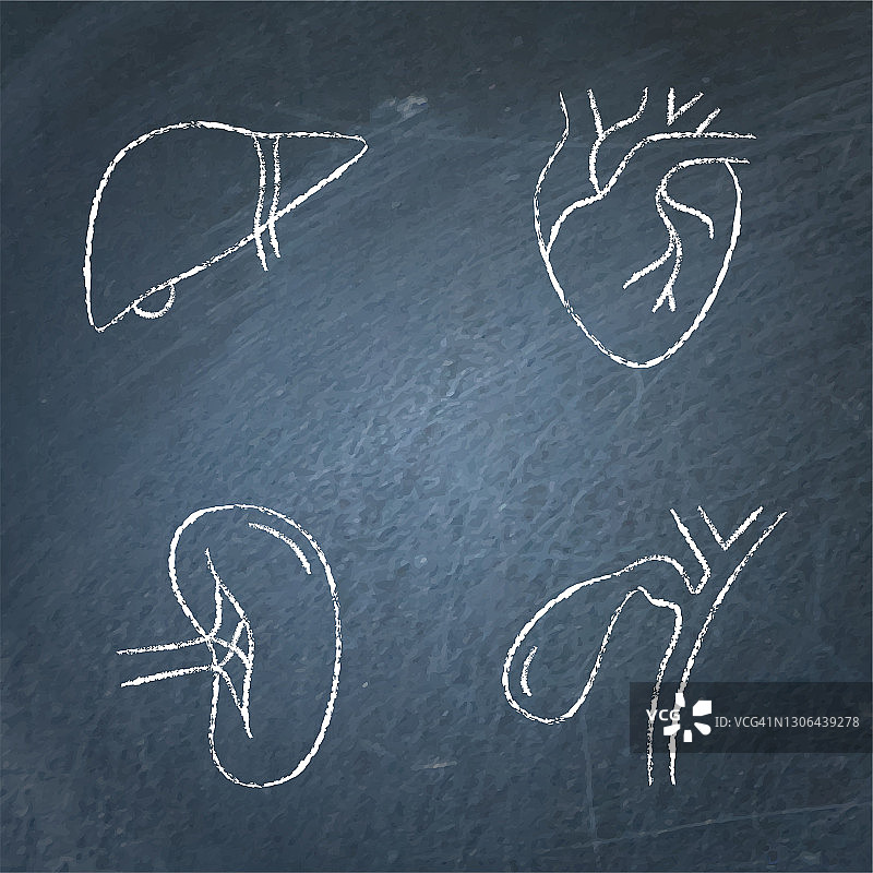 黑板上的人体内脏素描图标集图片素材