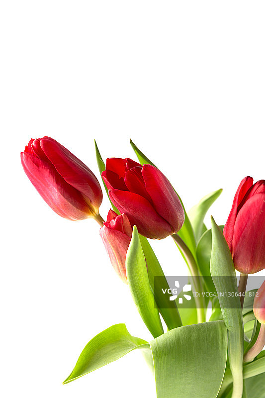 浅色背景上的红色郁金香图片素材