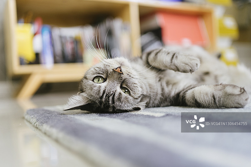 舒适地睡在地板上的美短猫面部特写图片素材