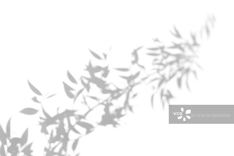从白色背景中分离出来的南方热带植物树叶的抽象灰色阴影，用于您的设计和艺术的黑白阴影，2021年流行的单色，具有复制空间的平面风格图片素材