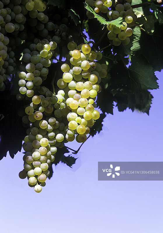 葡萄图片素材