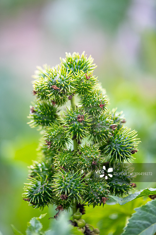蓖麻籽荚图片素材