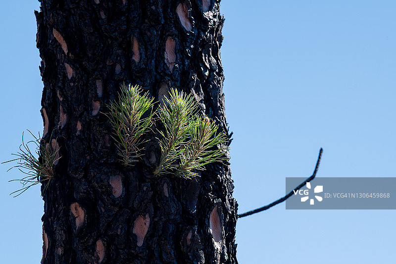 野火后恢复的加那利松图片素材
