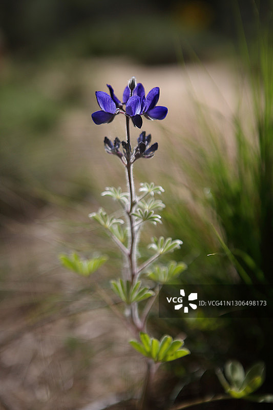 美丽的羽扇豆图片素材