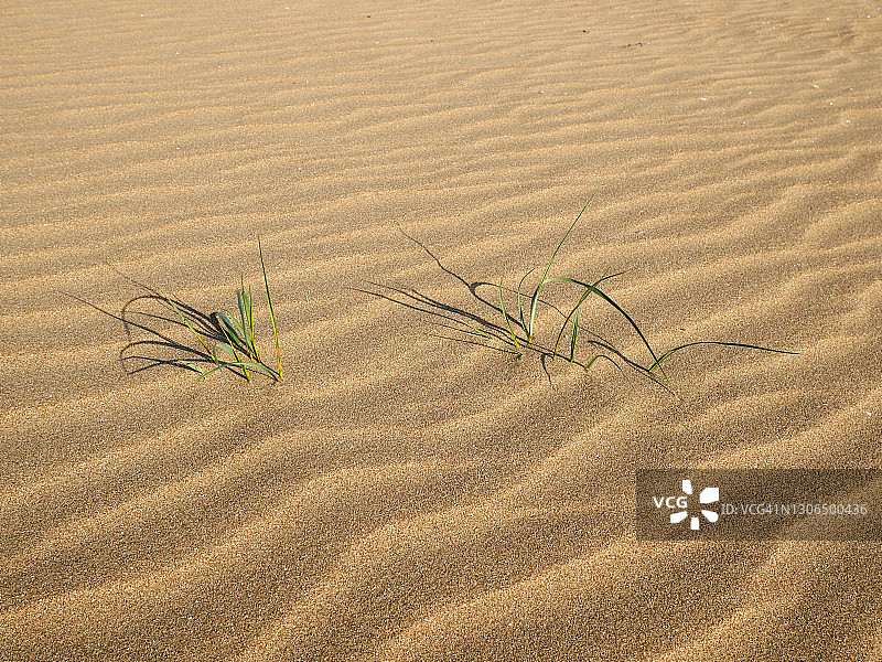 法国阳光和干燥沙地中生长的绿色植物图片素材