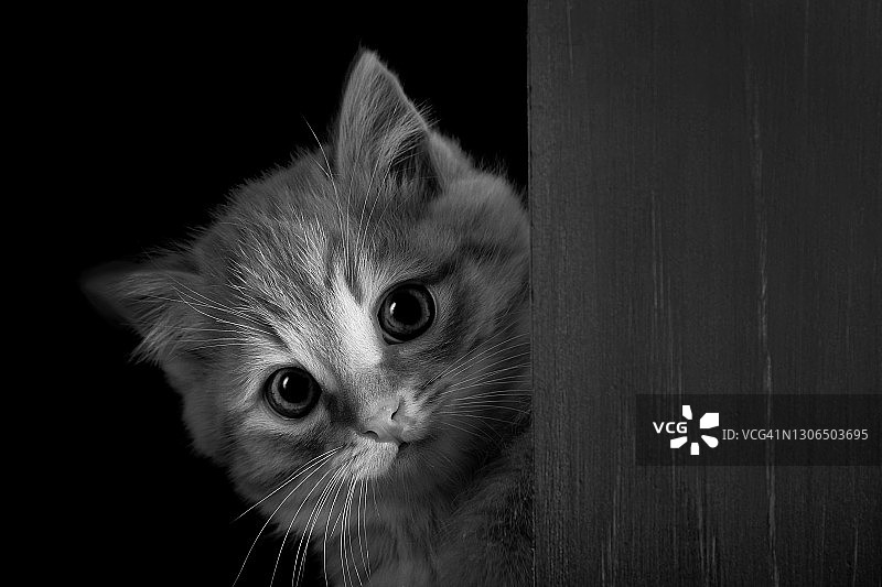 小猫玩捉迷藏，向外看，黑色背景，留有文字区域图片素材