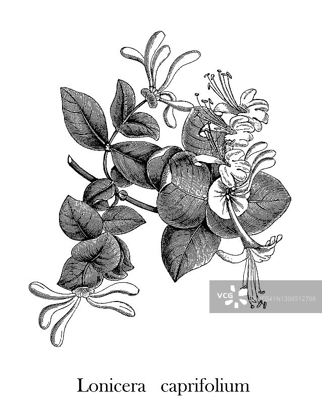 意大利忍冬老式版画植物学插图图片素材