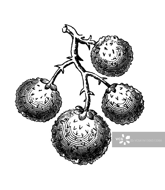 杨梅树植物学插图图片素材