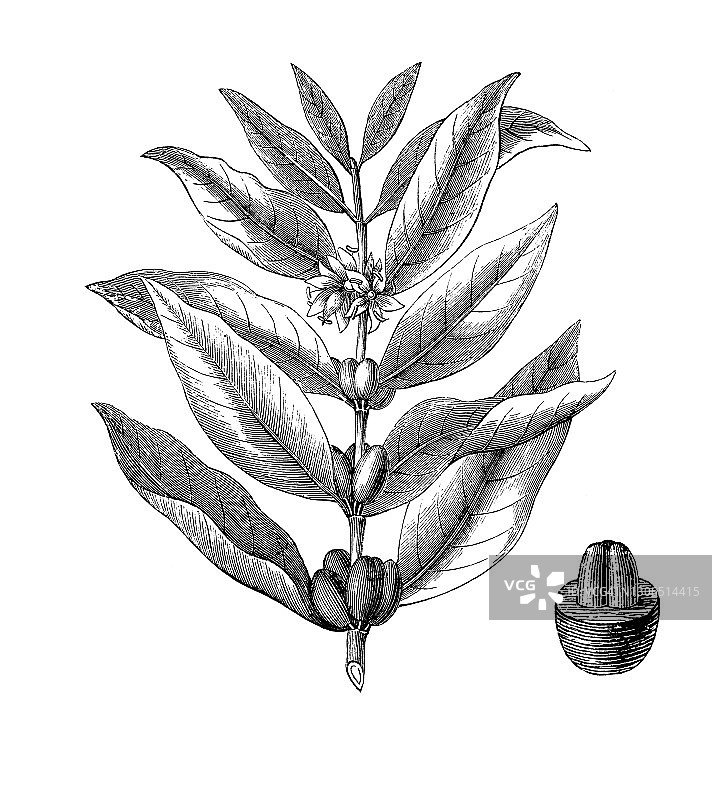 阿拉伯咖啡古老雕刻插图图片素材