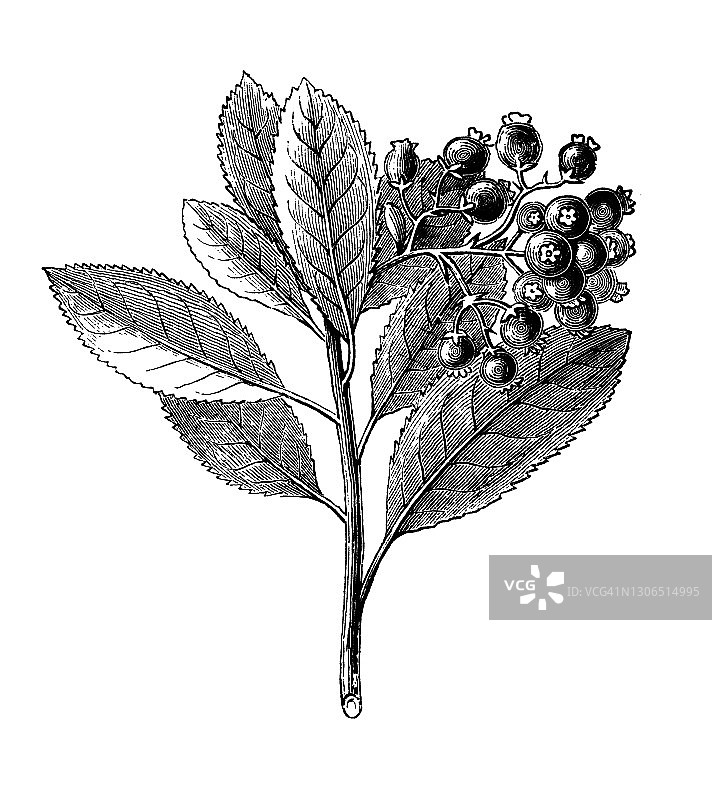 杨梅树植物学插图图片素材