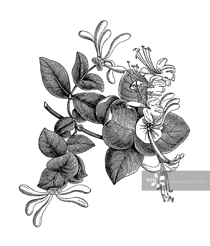 意大利忍冬老式版画植物学插图图片素材