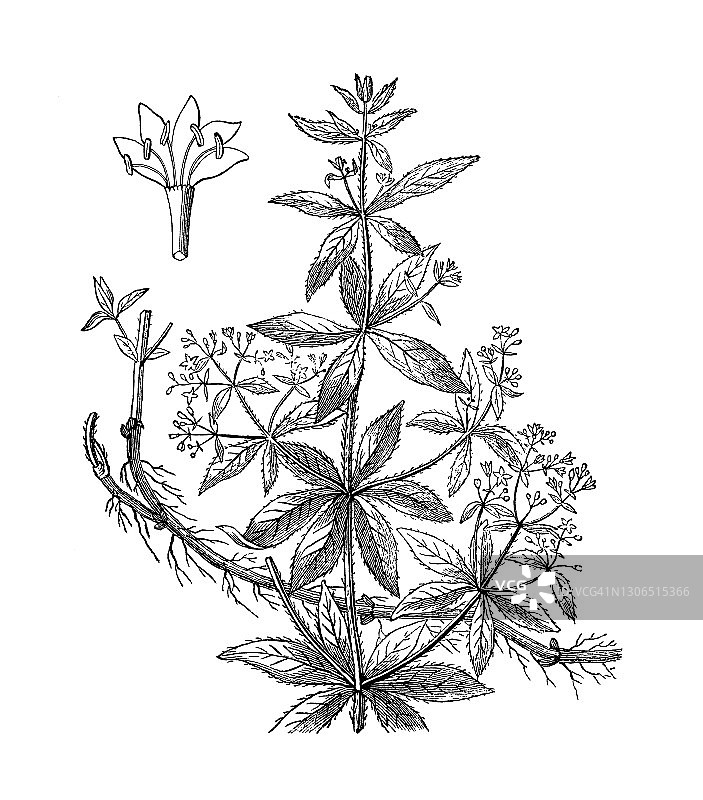 古董雕刻植物插图：茜草图片素材