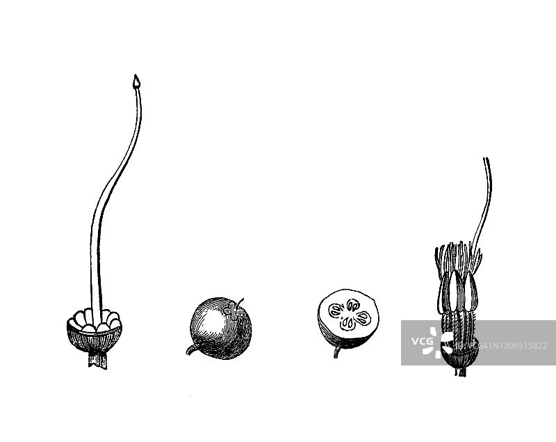 越橘植物古版画插图图片素材