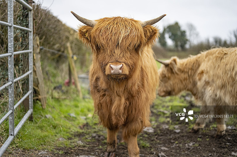 田野里的小型苏格兰高地牛图片素材