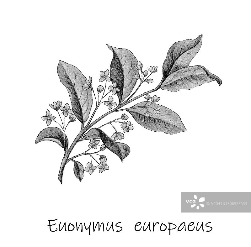 欧洲卫矛古老雕刻插图图片素材