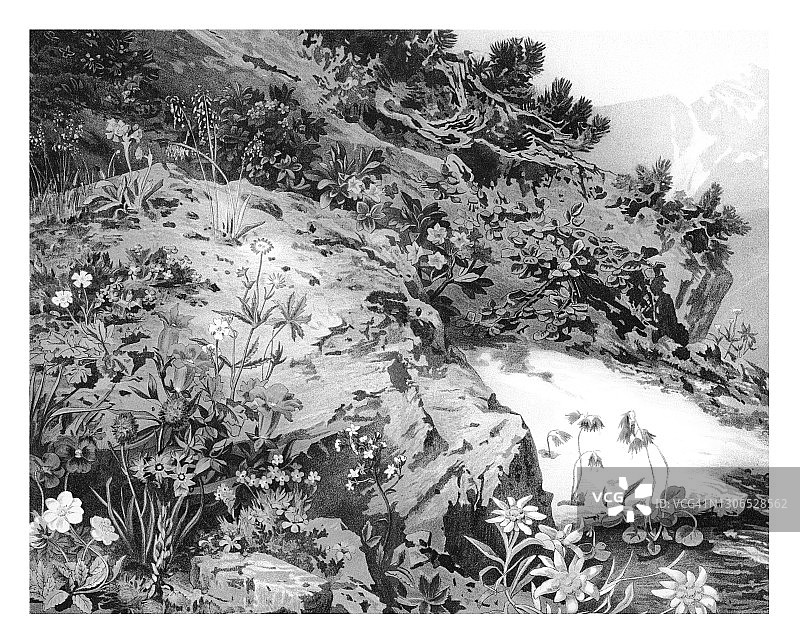 植物学古版画：高山植物图片素材