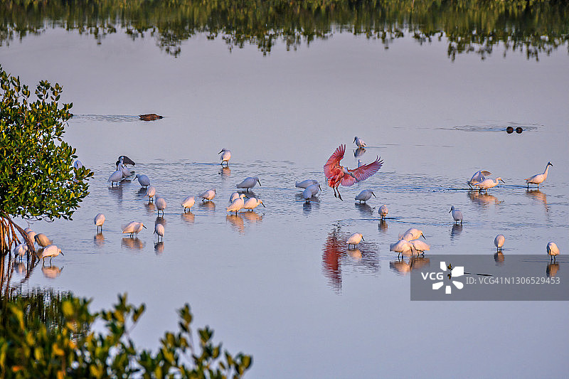 在那不勒斯附近的千岛国家野生动物保护区，美洲红鹮降落在雪鹭、白眉鸭和三色鹭群中图片素材