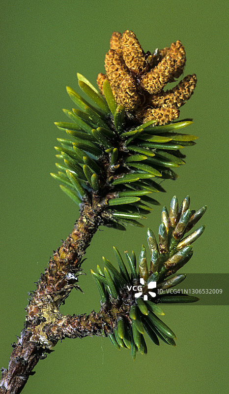 杰克松（Pinus banksiana）的雄球花图片素材