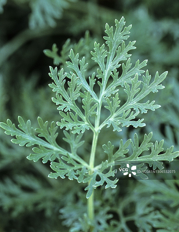 龙蒿（Artemisia dracunulus）用于制作鞑靼酱、蛋黄酱和龙蒿醋图片素材