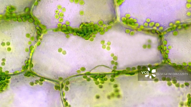 具有叶绿体的绿色（光合作用）植物细胞——中心细胞显示细胞核，200倍图片素材