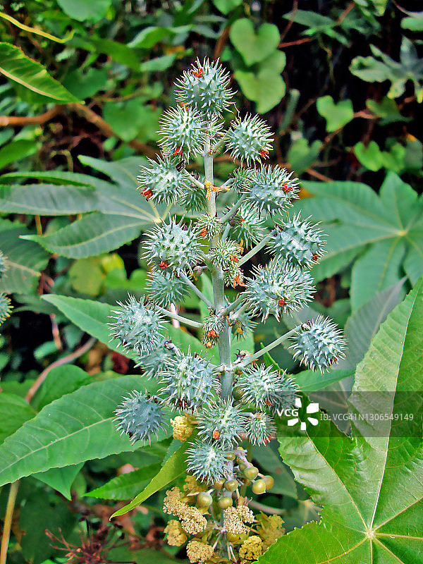 蓖麻果实图片素材