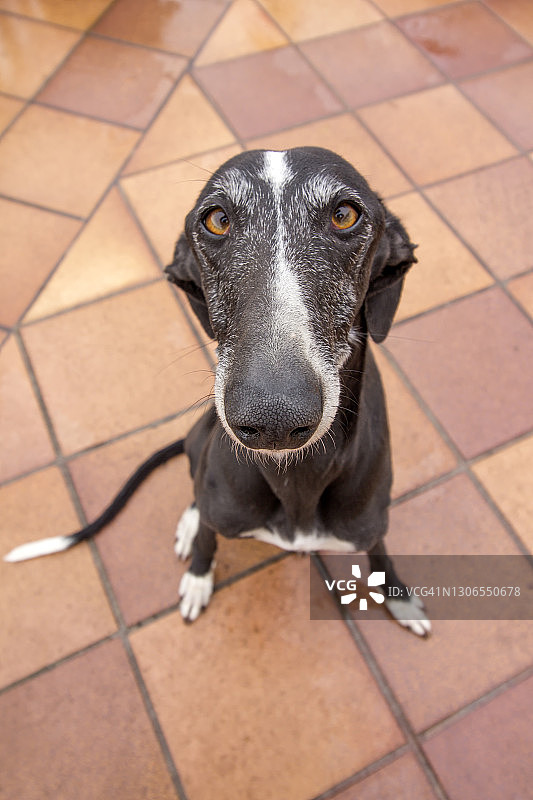 看着镜头的狗狗特写图片素材