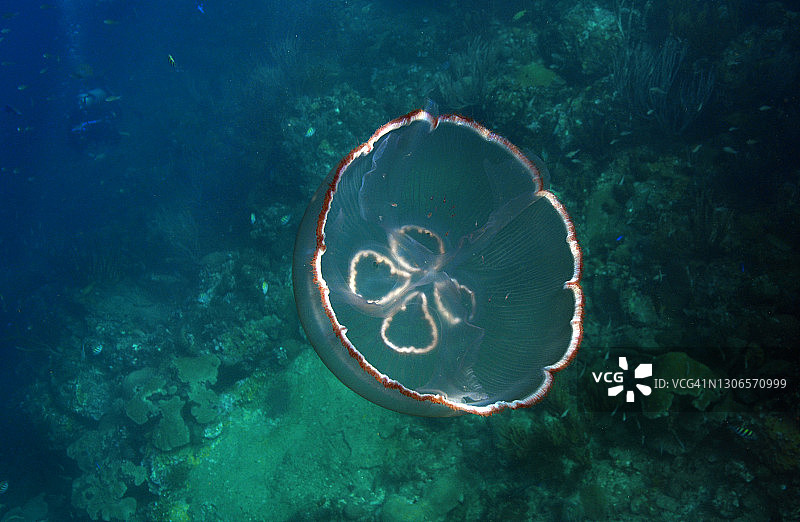 月亮水母图片素材