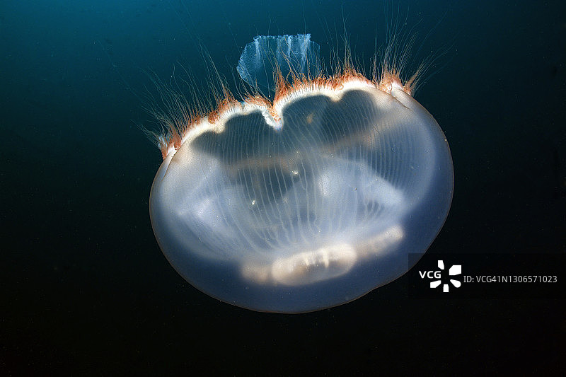 月亮水母图片素材