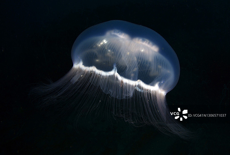 月亮水母图片素材