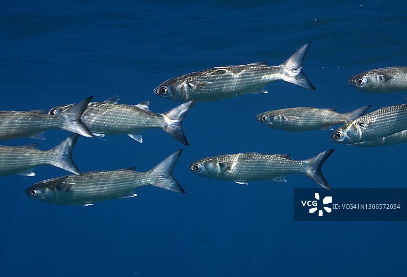 白色的鲻鱼图片素材