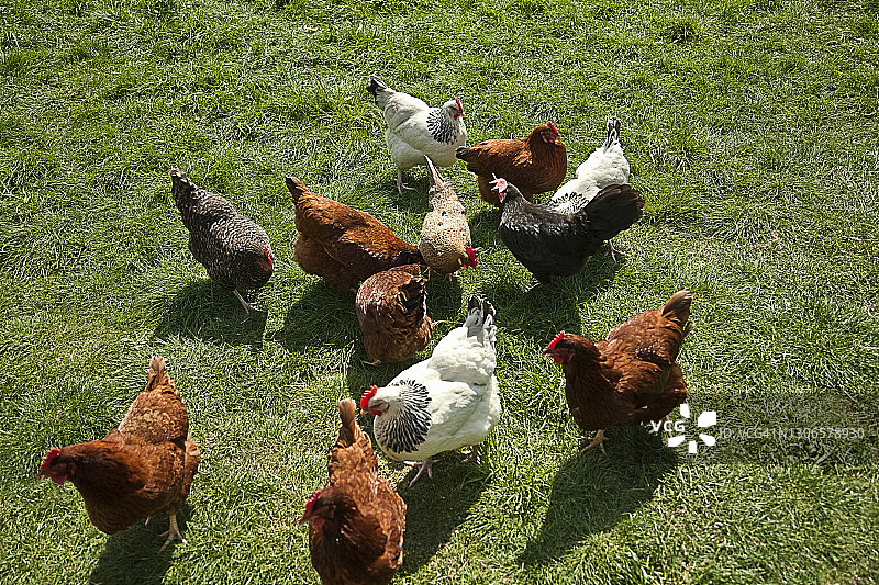 在田野里吃草的散养鸡图片素材