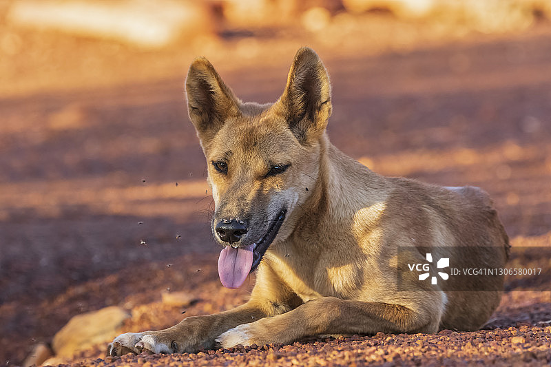 在乌鲁鲁-卡塔丘塔国家公园休息的澳洲野犬肖像图片素材