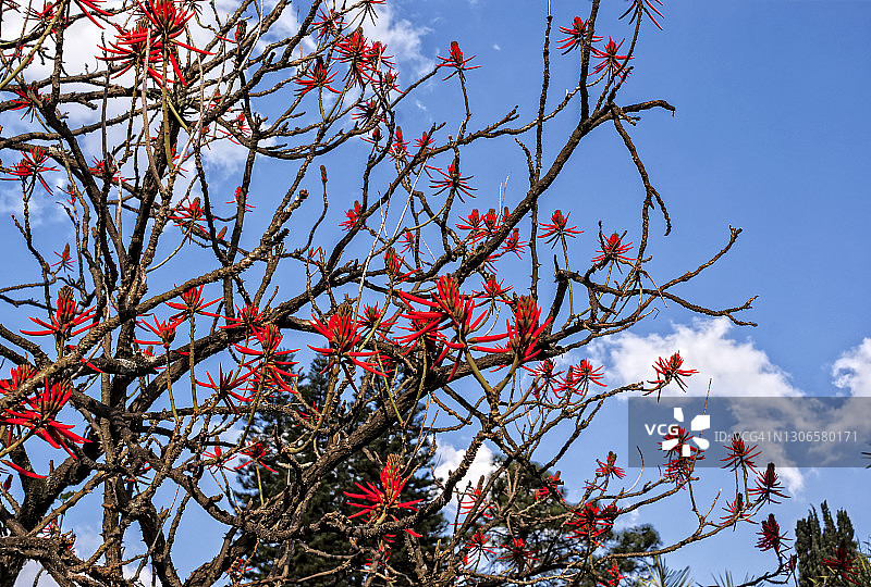 象牙刺桐树图片素材