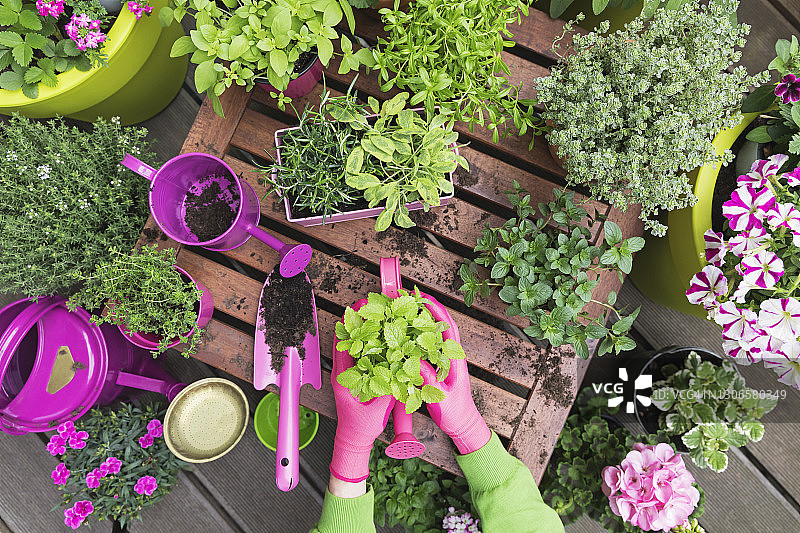 在阳台上种植香草和蔬菜花园图片素材