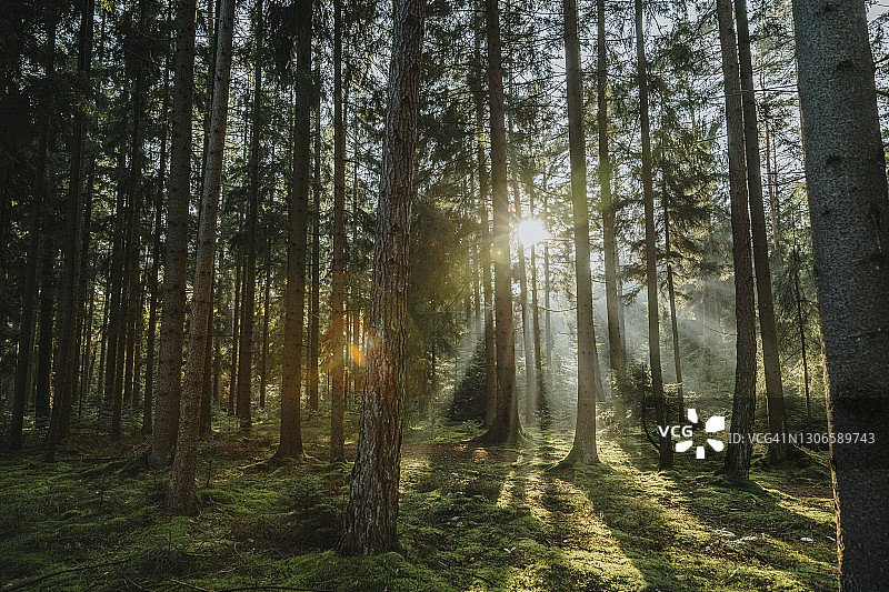 阳光穿过森林中的树木图片素材
