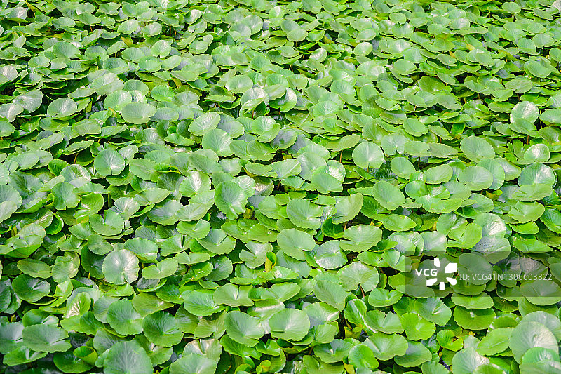 池塘中的荷叶：美丽的自然背景图片素材