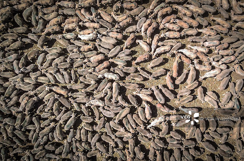 羊群的鸟瞰图图片素材