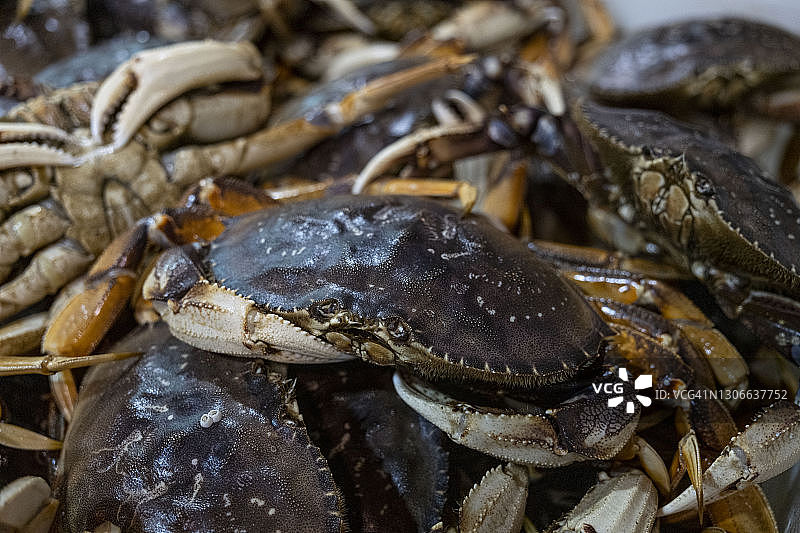 新鲜邓杰内斯蟹图片素材