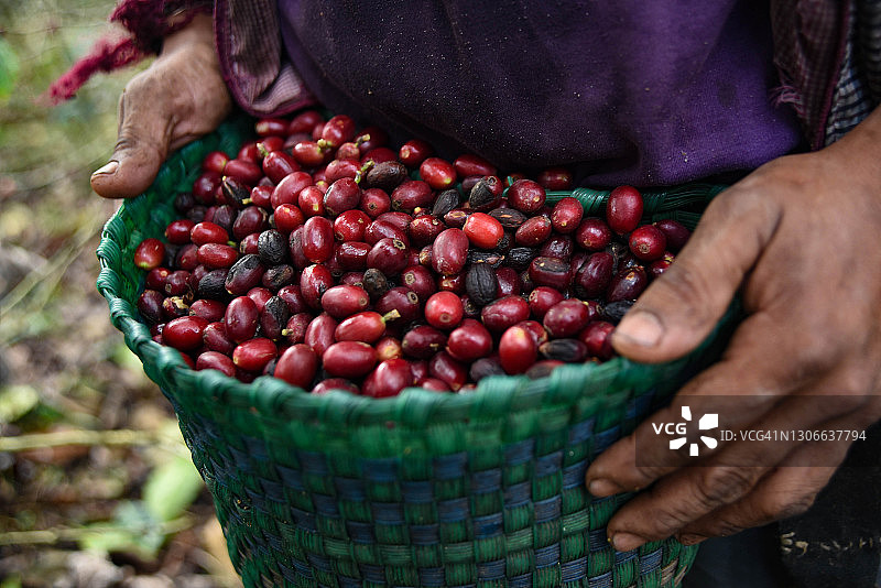 手工采摘的咖啡豆图片素材