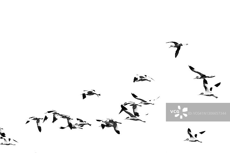 水鸟起飞图片素材