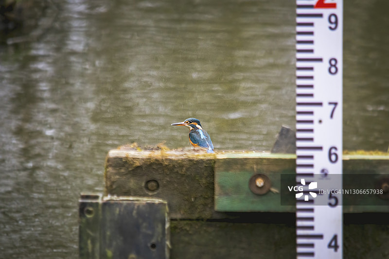 野外环境下的翠鸟图片素材