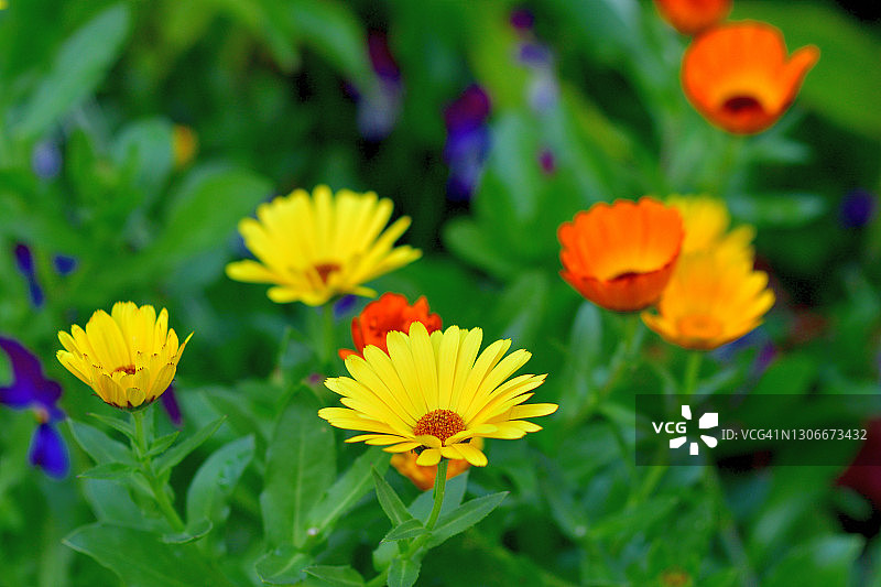 非洲菊图片素材