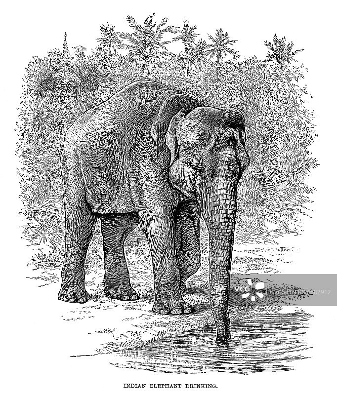 亚洲象饮水复古雕刻插画图片素材
