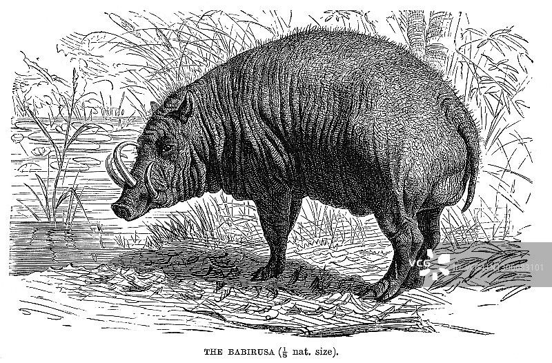 北苏拉威西岛鹿豚古老雕刻插图图片素材