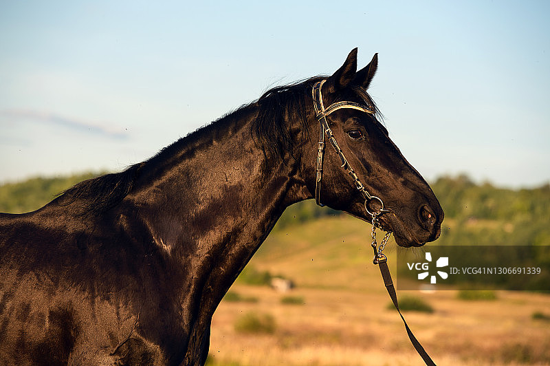 黑色运动型特雷克纳种马在田野上的肖像，傍晚图片素材