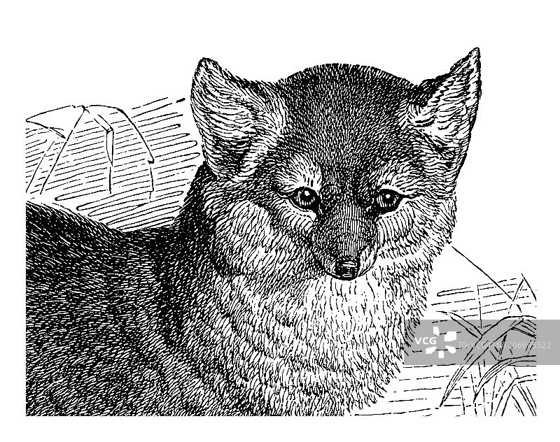 灰狐（Urocyon cinereoargenteus）的古老雕刻插图图片素材